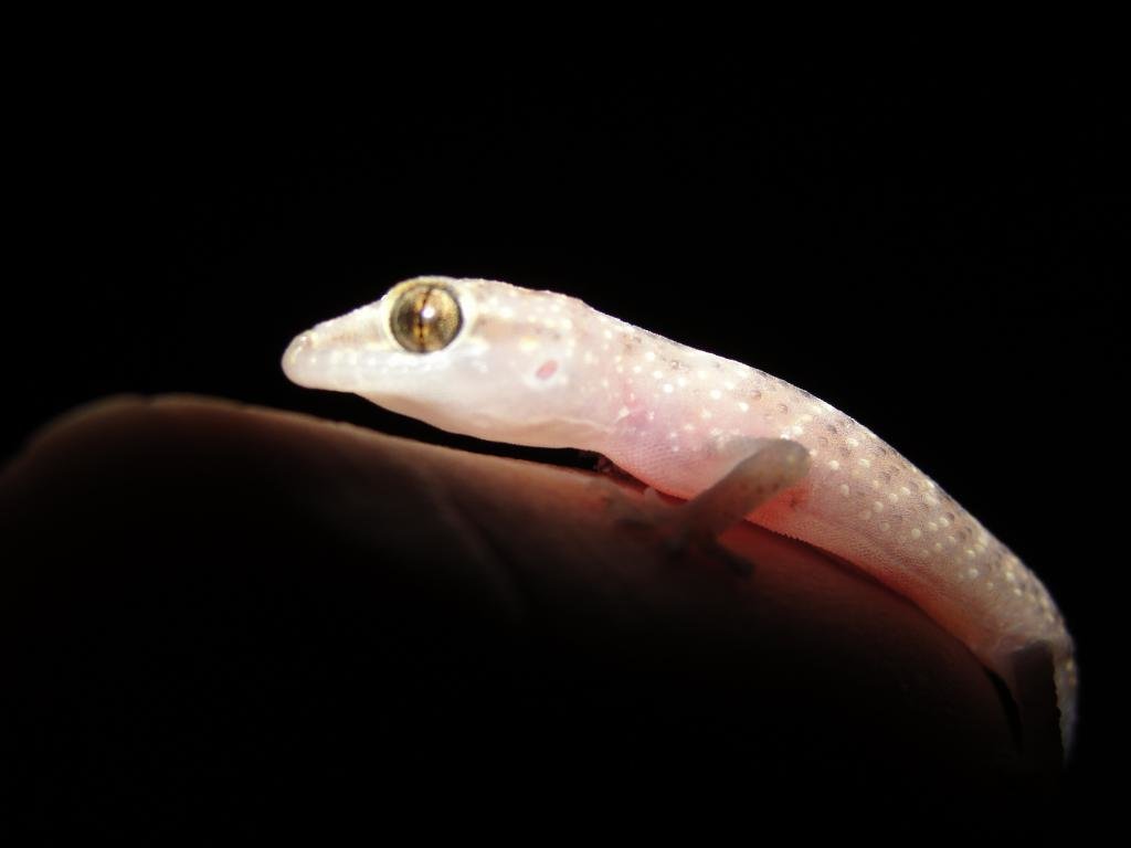 Free download Gecko wallpaper ID:114529 hd 1024x768 for computer