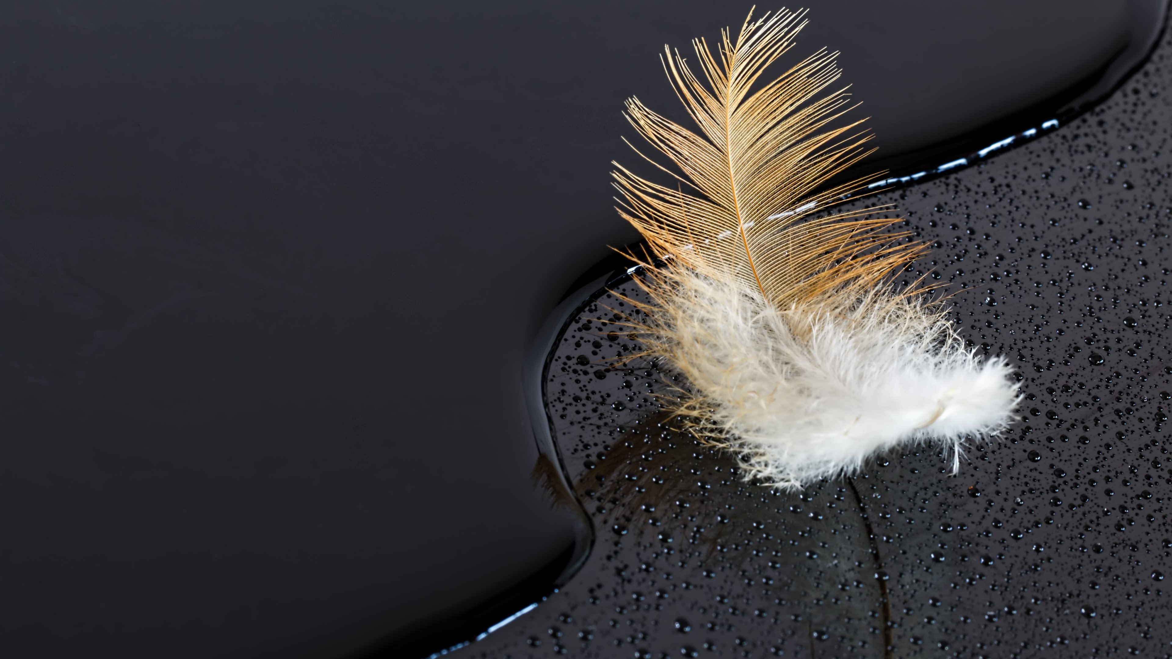 Free download Feather wallpaper ID:460530 uhd 4k for desktop