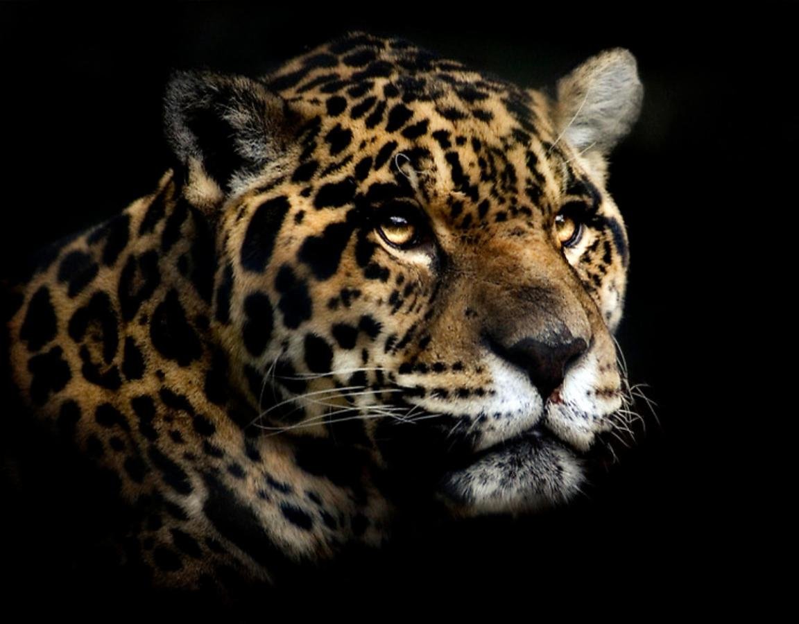 Free Jaguar high quality background ID:30146 for hd 1152x900 computer