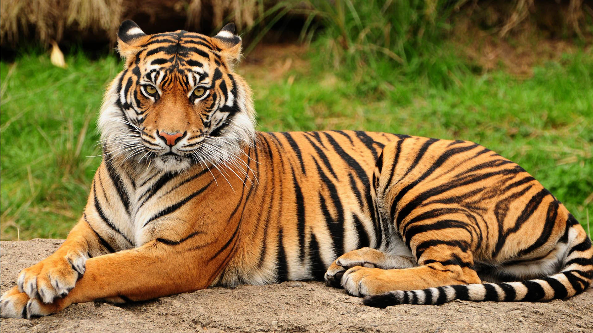Free Tiger high quality background ID:115652 for full hd 1080p computer