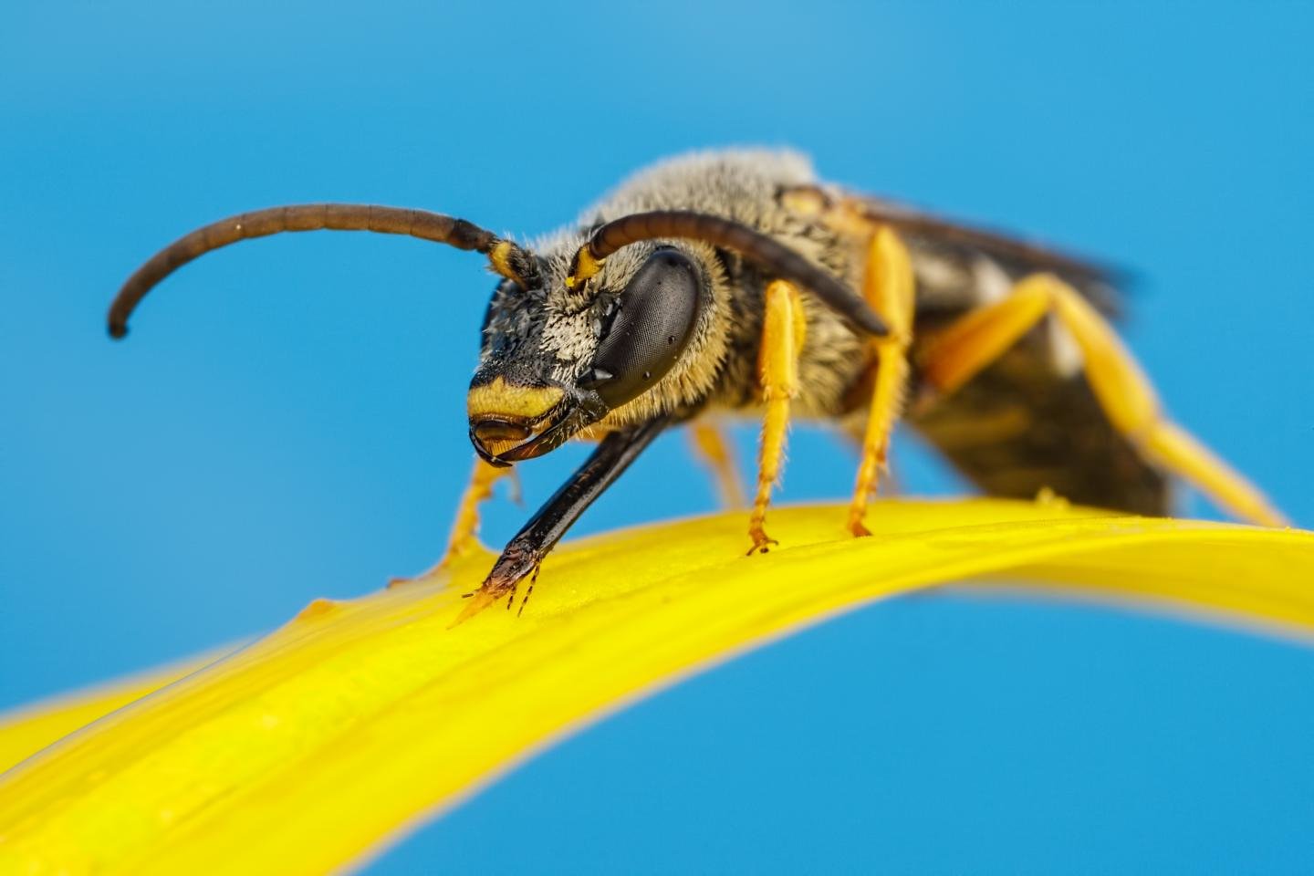 High resolution Wasp hd 1440x960 background ID:48166 for desktop