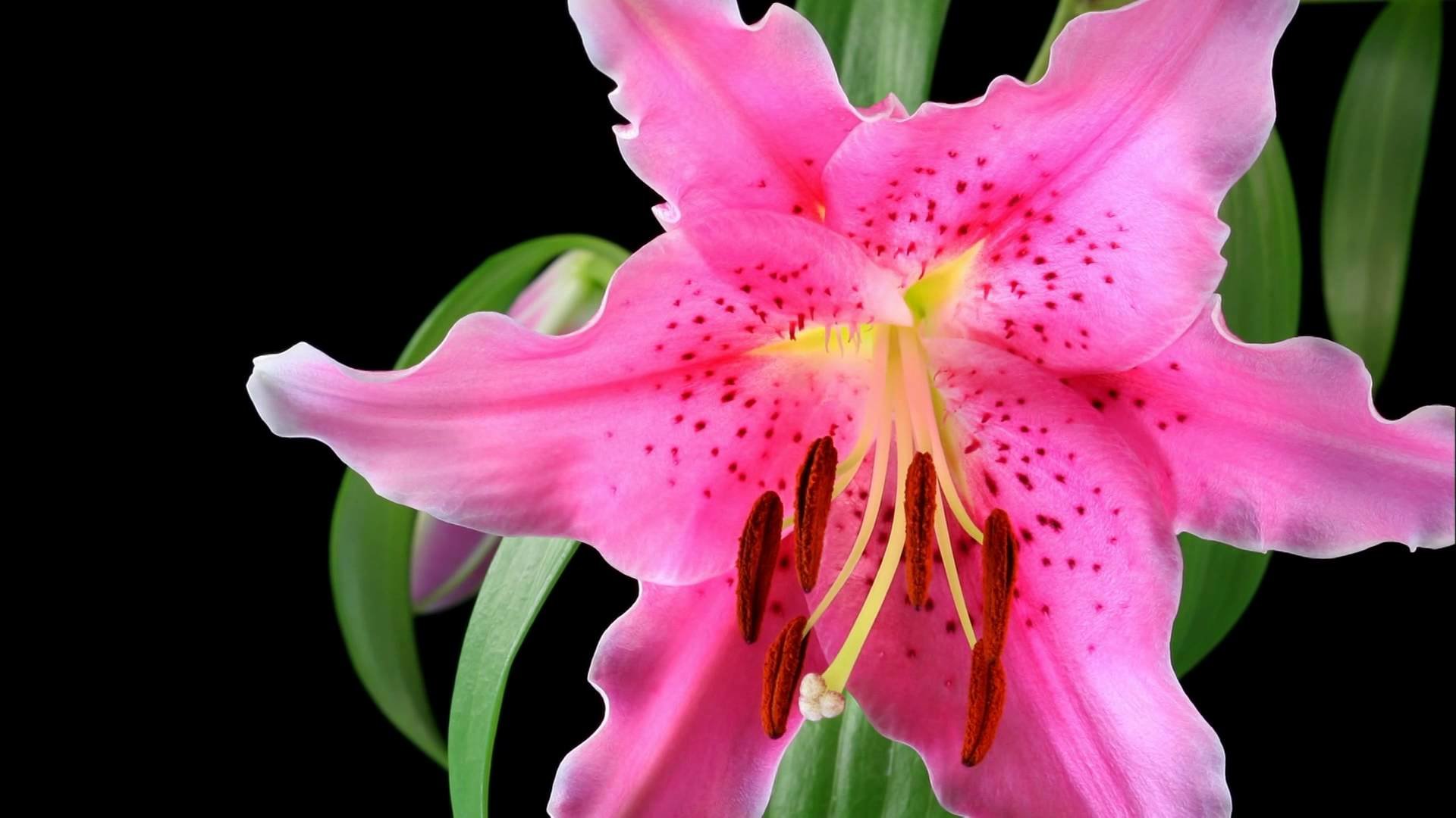Download full hd 1920x1080 Lily desktop background ID:132028 for free