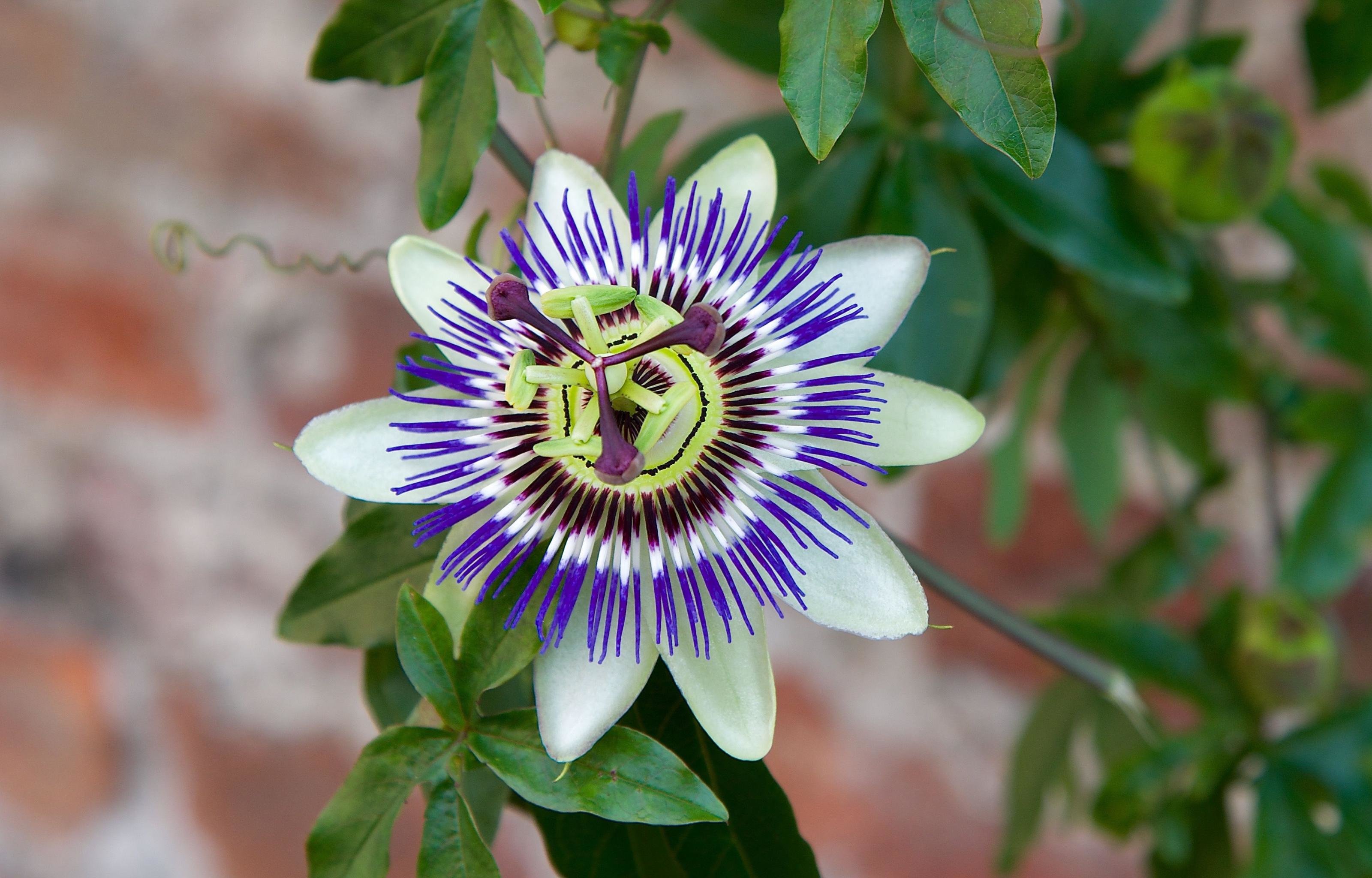 Free download Passion Flower wallpaper ID:401244 hd 3200x2048 for PC