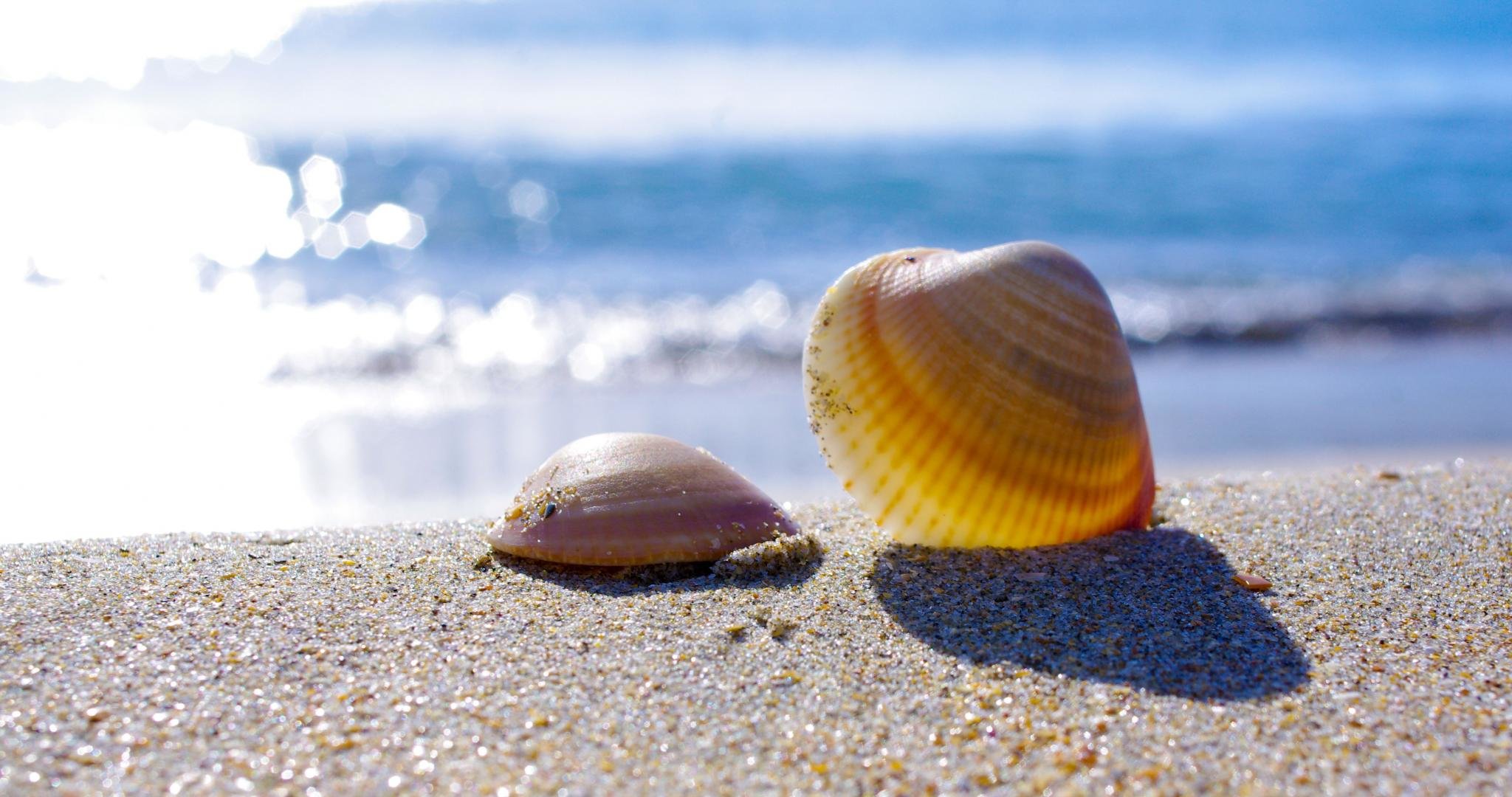 Free download Shell wallpaper ID:449919 hd 2048x1080 for computer