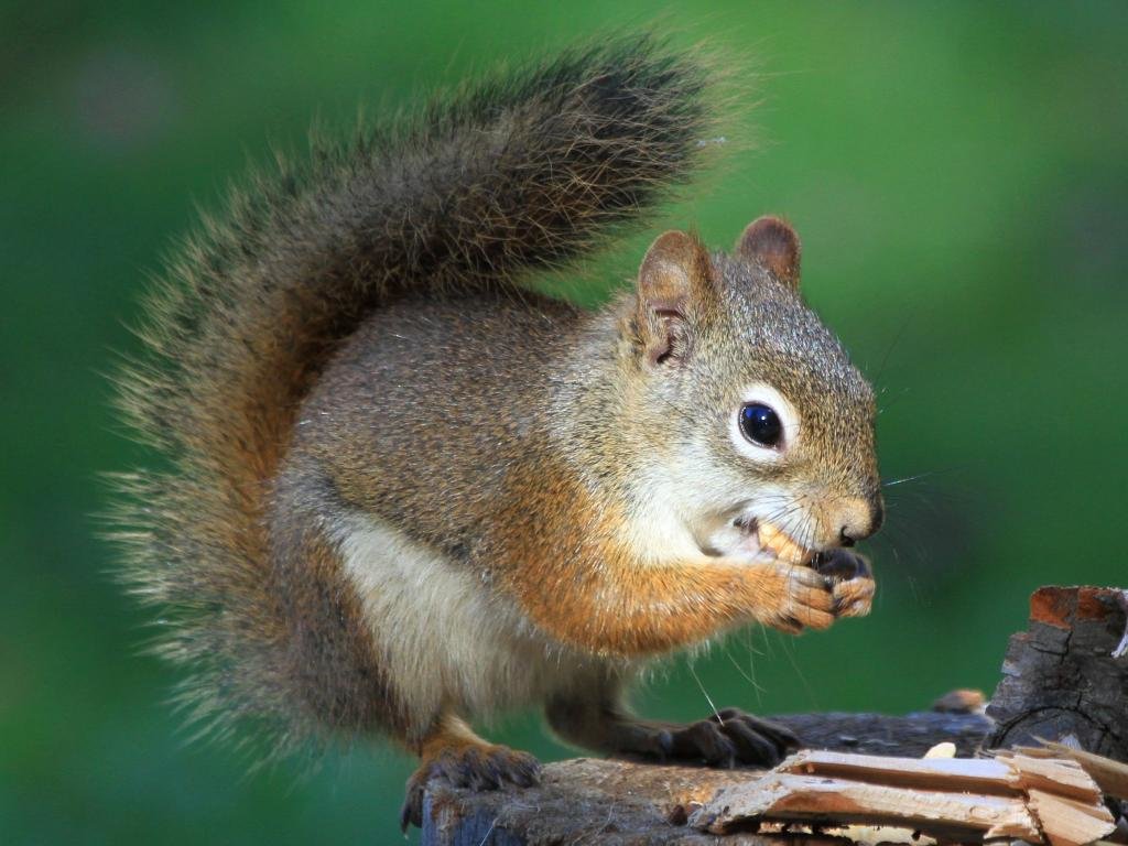 Download hd 1024x768 Squirrel computer wallpaper ID:311840 for free