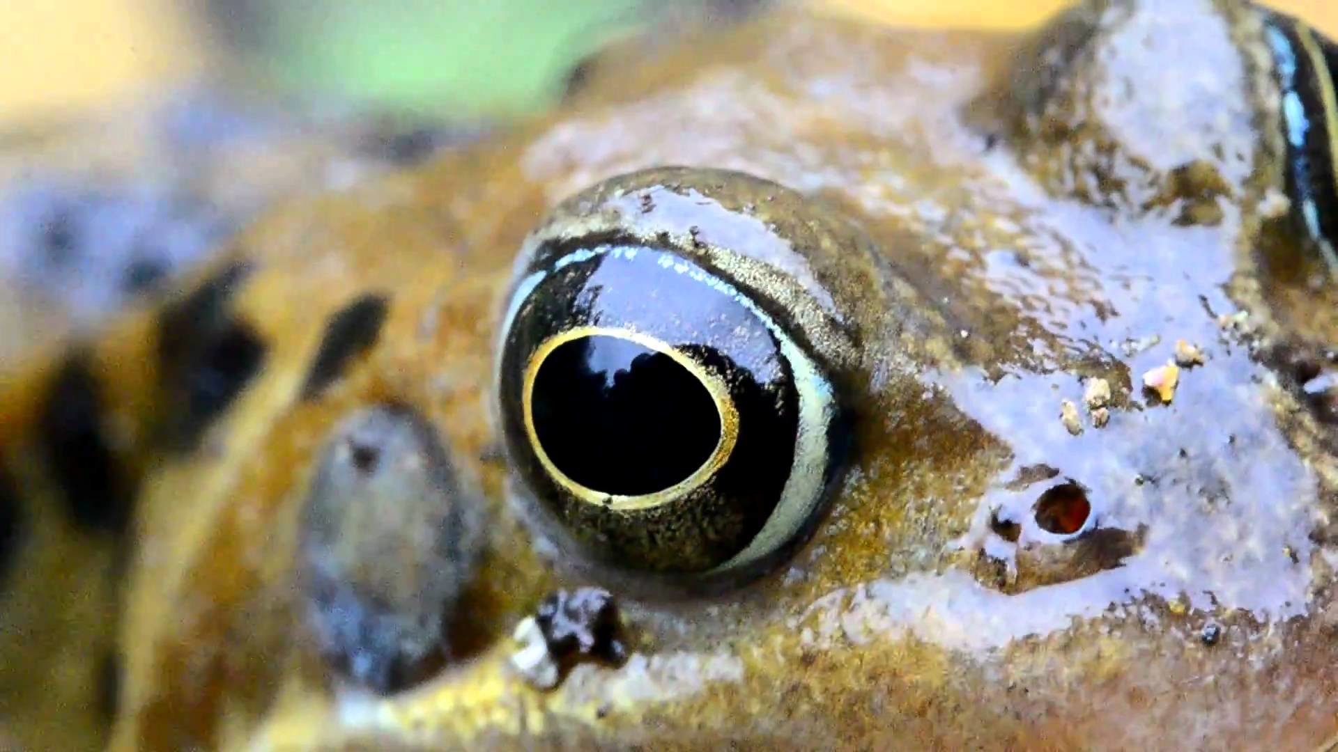 High resolution Frog hd 1080p background ID:328935 for computer