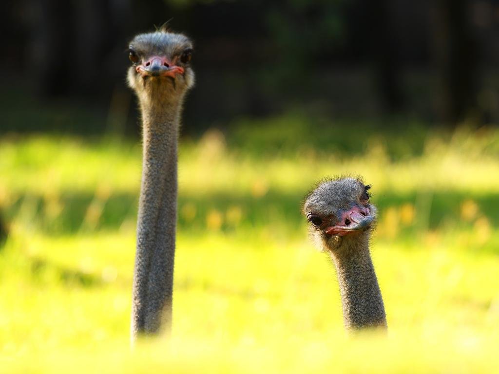 Free download Ostrich background ID:290161 hd 1024x768 for computer
