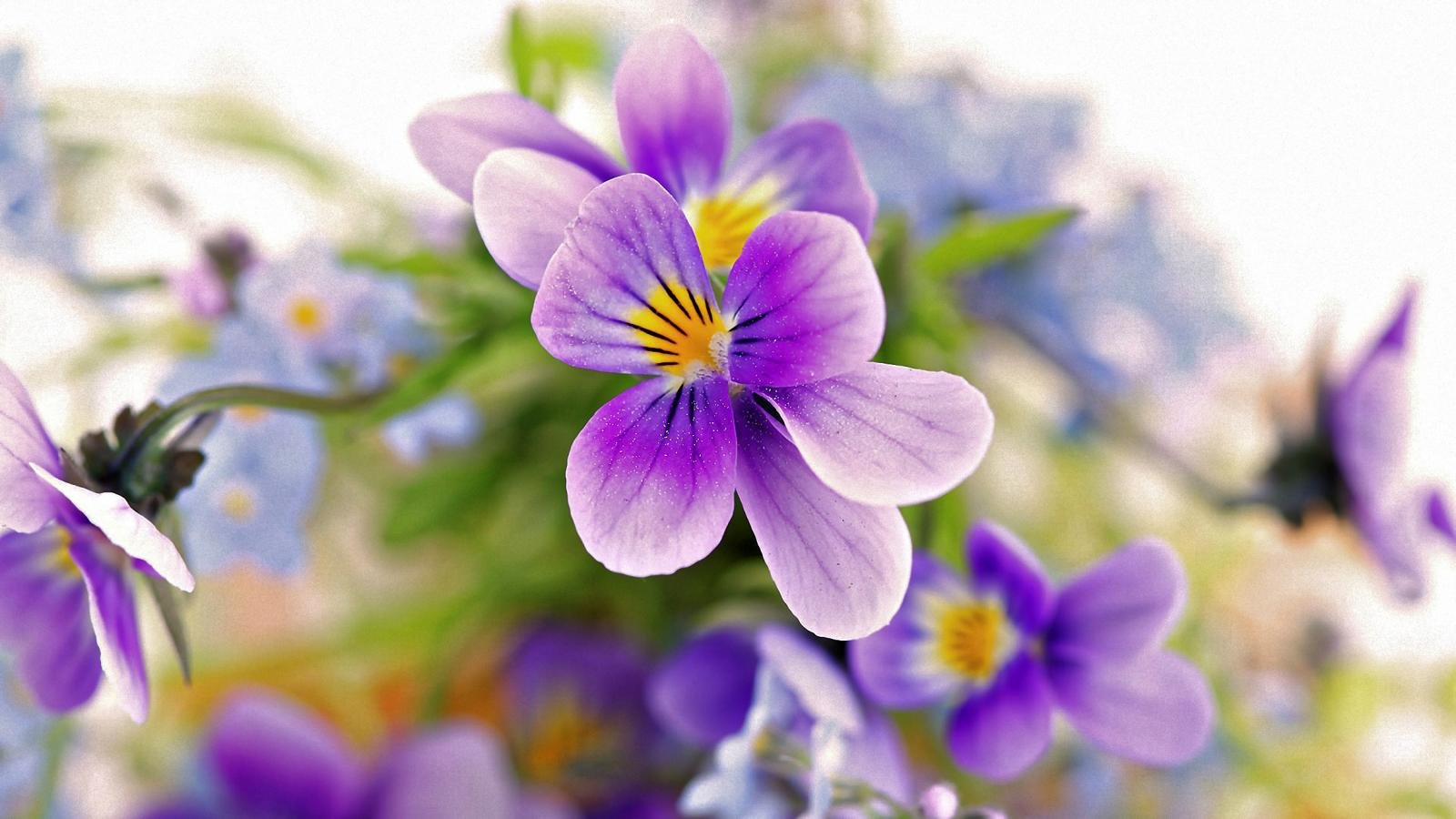 Free download Pansy background ID:163660 hd 1600x900 for PC