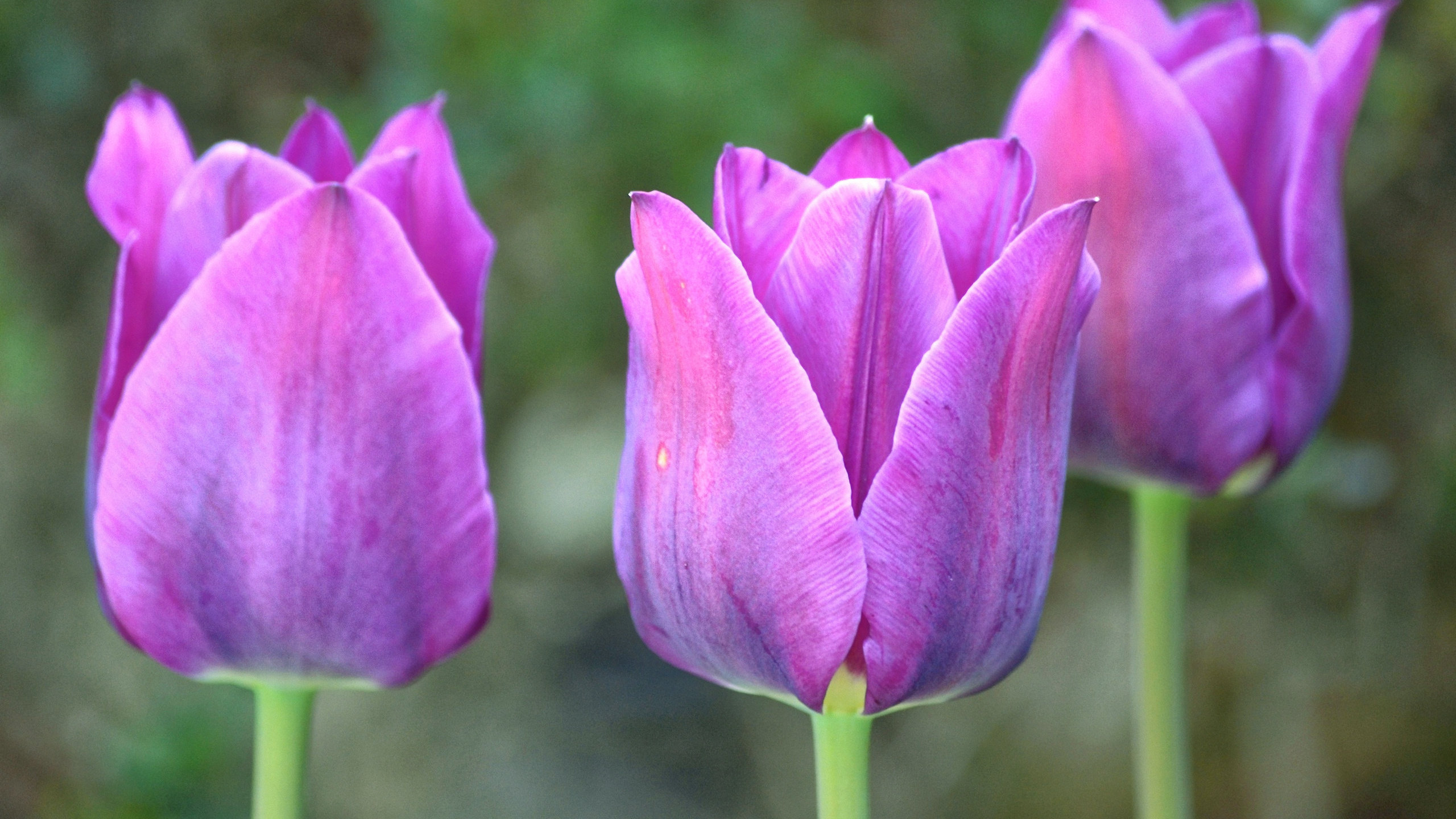 Free download Tulip background ID:157605 hd 2560x1440 for computer