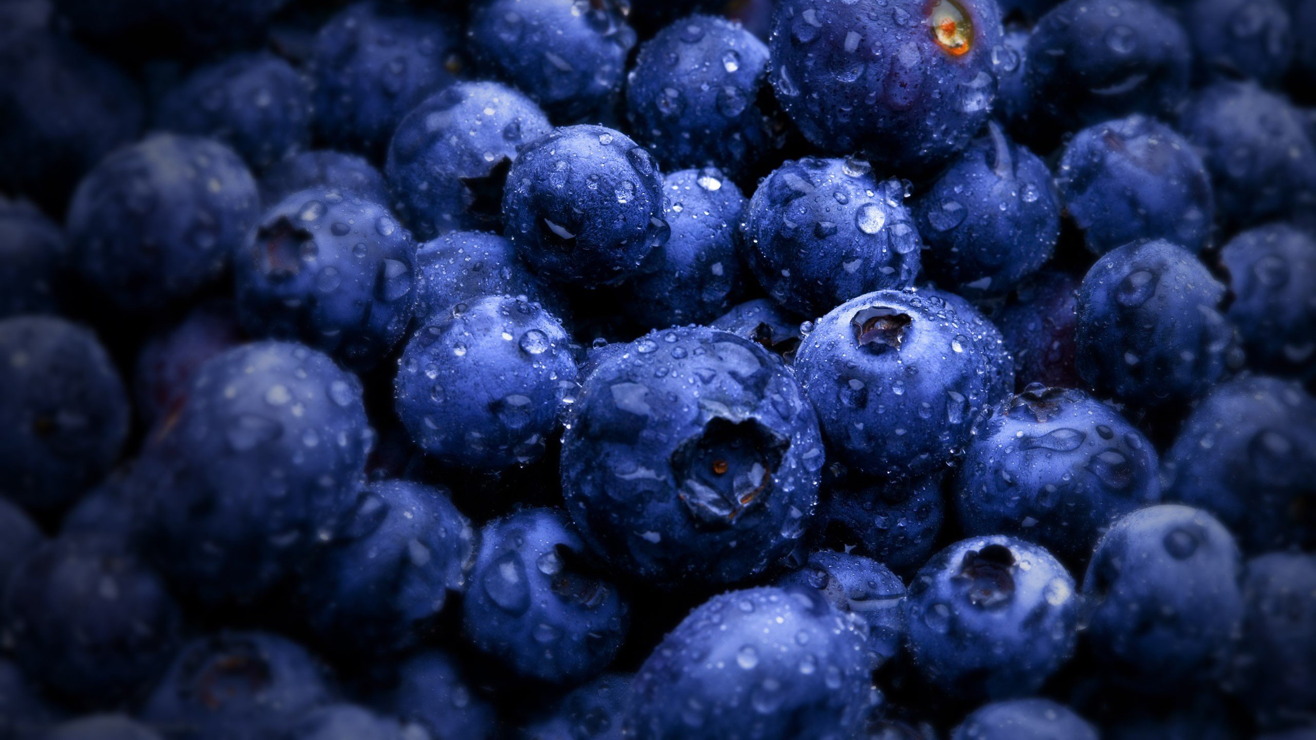 High resolution Blueberry hd 2560x1440 wallpaper ID:69045 for computer