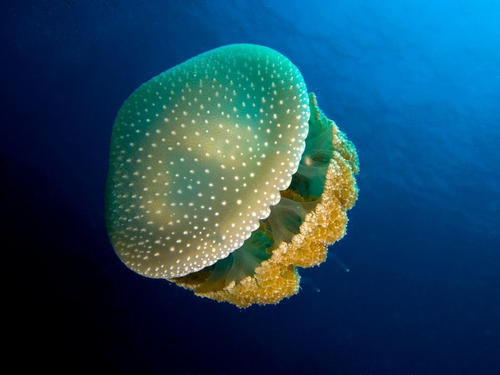 Awesome Jellyfish free wallpaper ID:199804 for hd 1024x768 desktop
