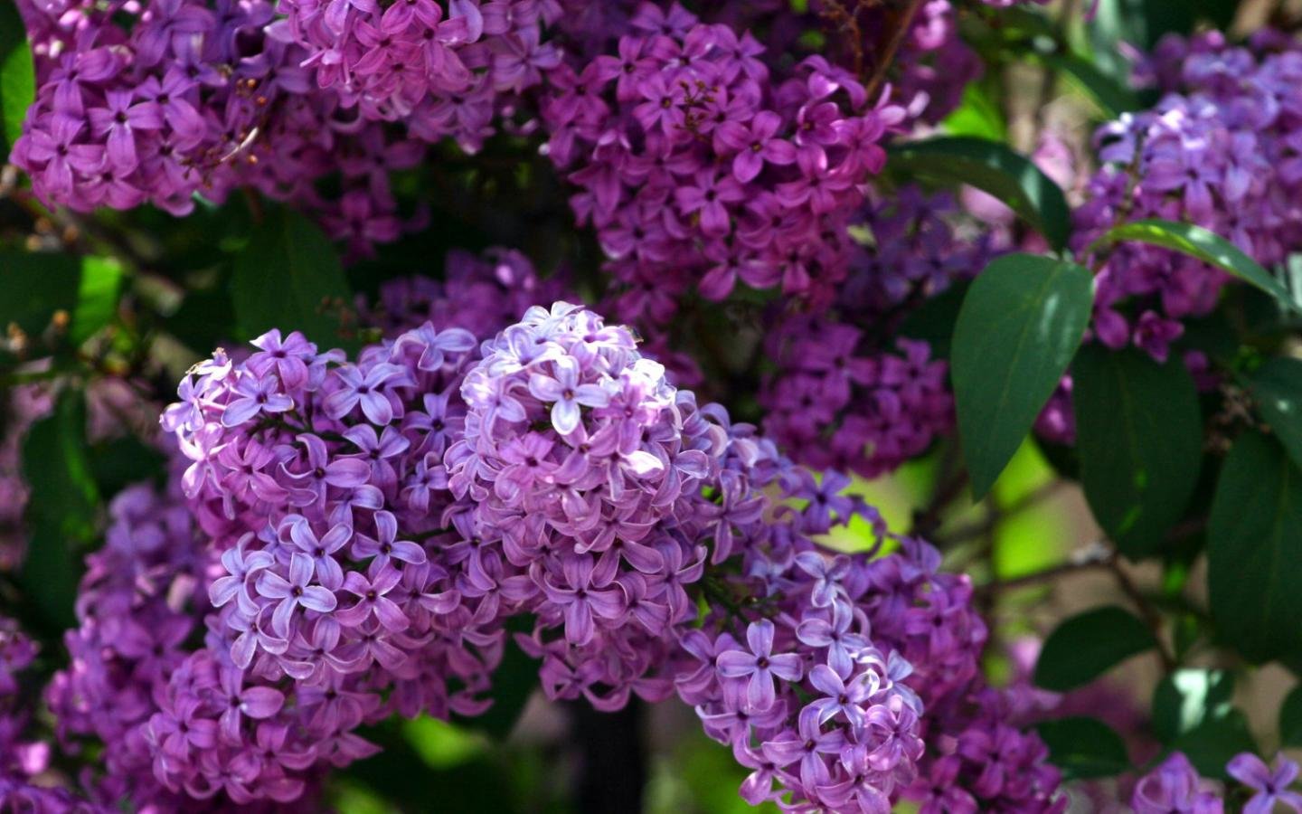 Free download Lilac background ID:276173 hd 1440x900 for PC