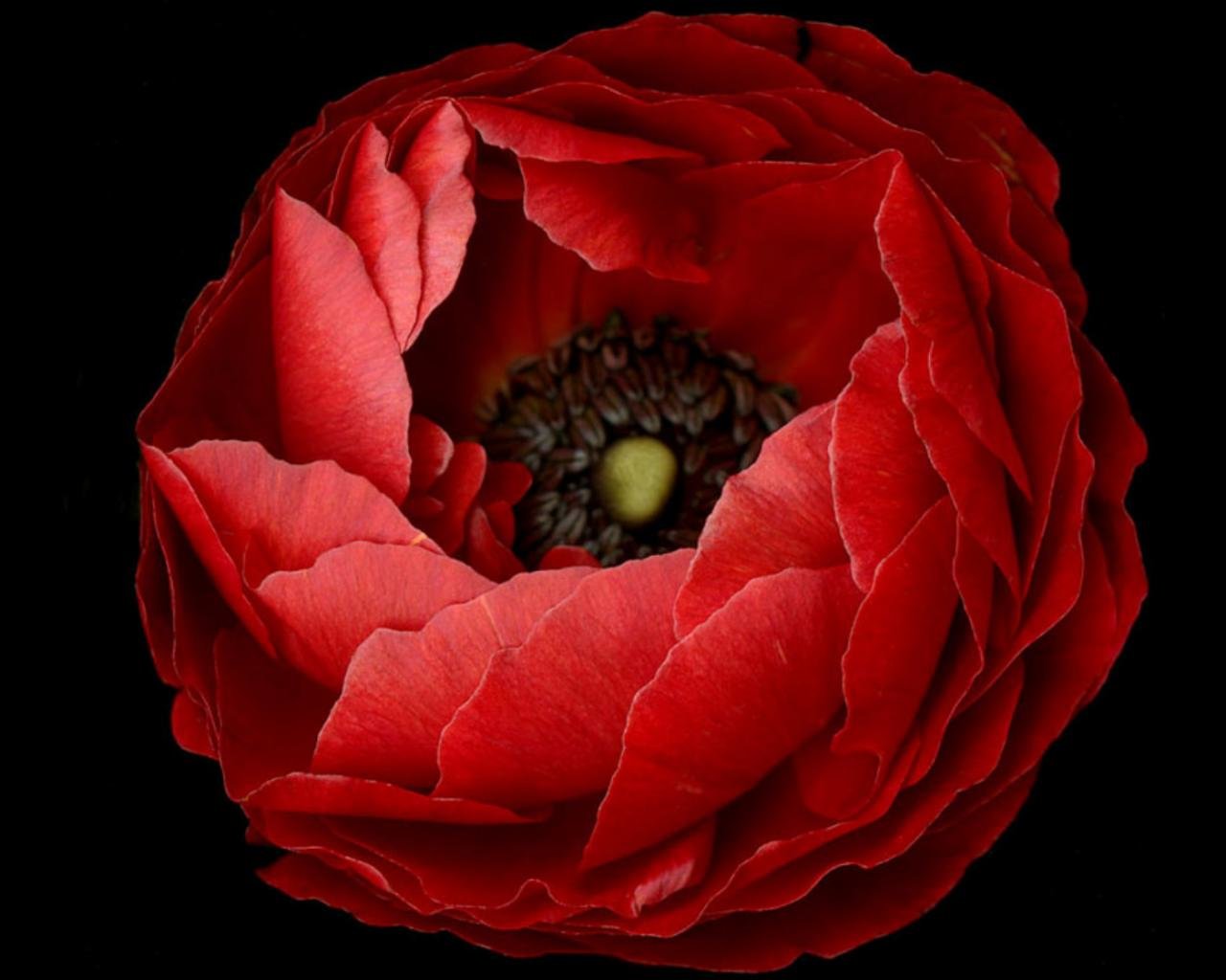 Free download Red Flower wallpaper ID:286195 hd 1280x1024 for desktop