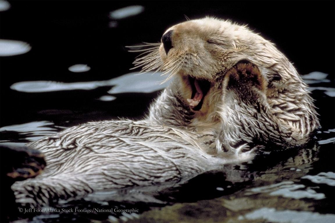Best Sea Otter wallpaper ID:123585 for High Resolution hd 1152x768 desktop