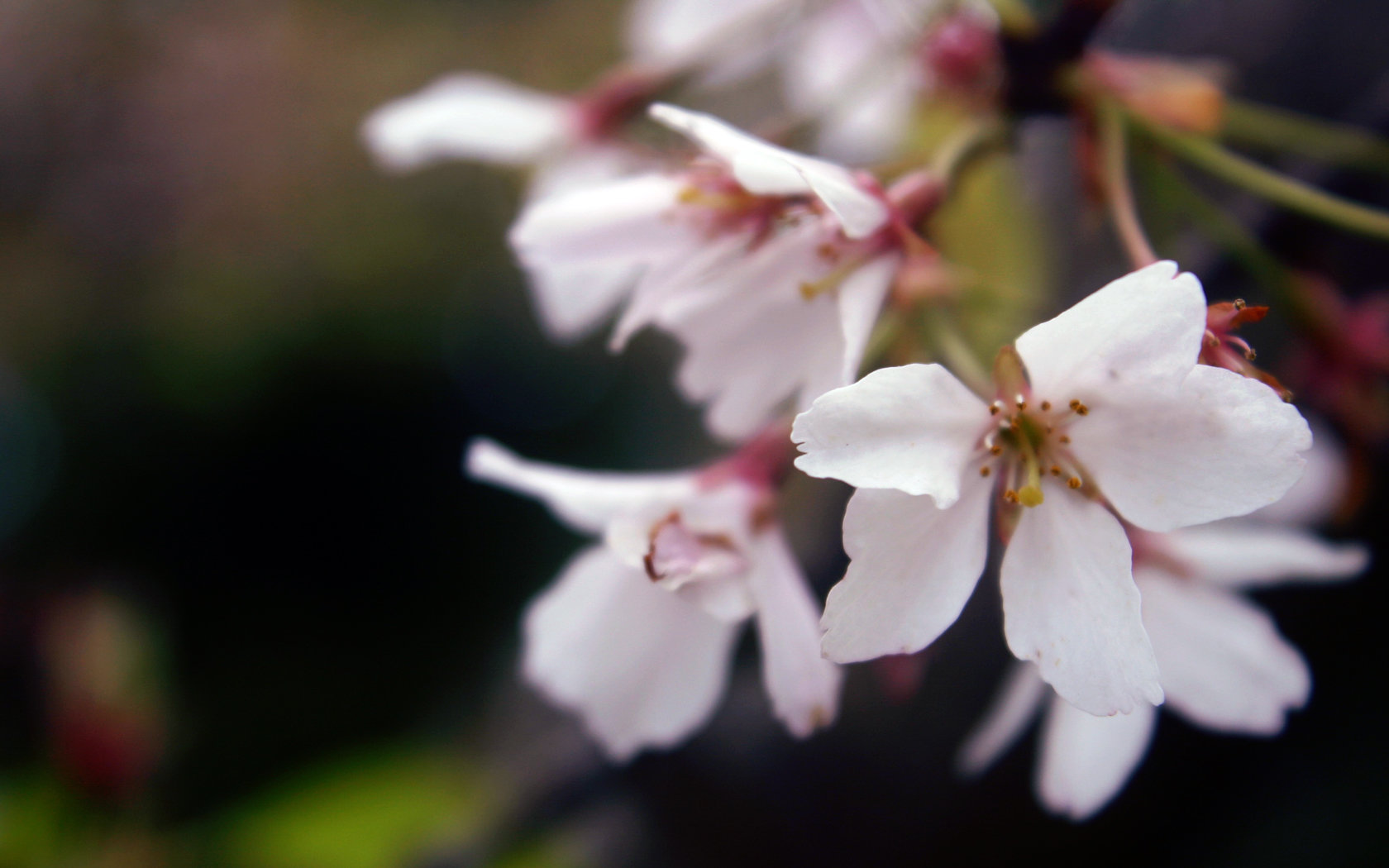Download hd 1680x1050 Blossom PC background ID:333116 for free