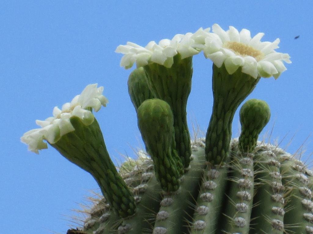 High resolution Cactus hd 1024x768 wallpaper ID:408625 for PC