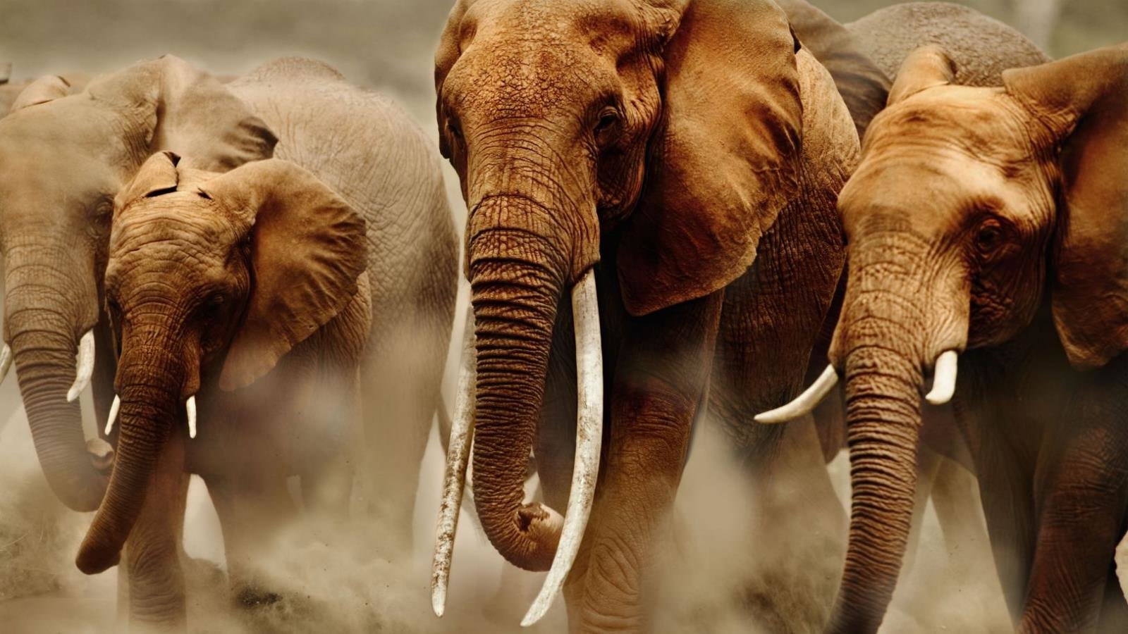Free Elephant high quality wallpaper ID:132822 for hd 1600x900 computer