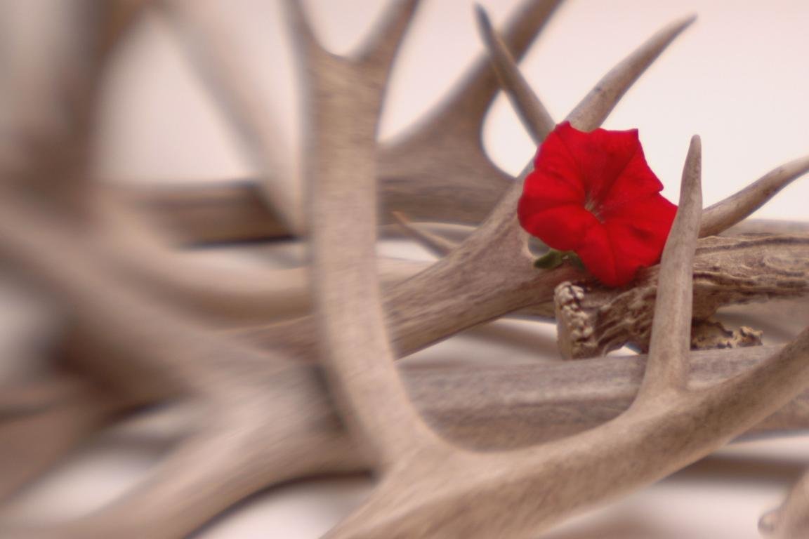 Awesome Antler free wallpaper ID:430722 for hd 1152x768 desktop