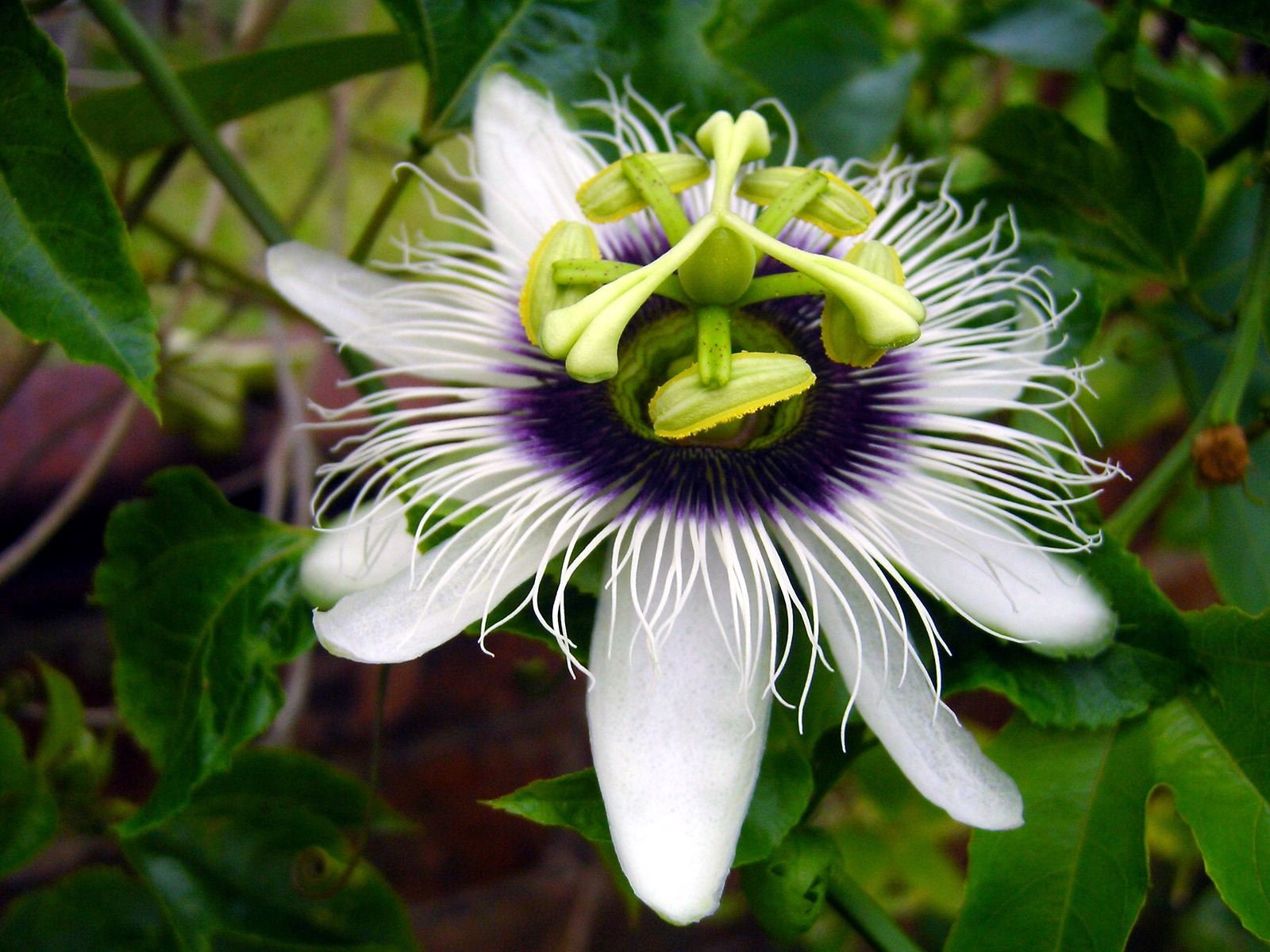 Best Passion Flower wallpaper ID:401235 for High Resolution hd 1600x1200 PC