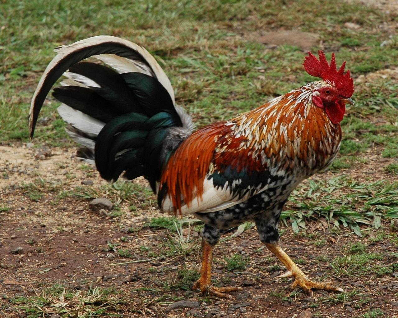 Free download Rooster wallpaper ID:123592 hd 1280x1024 for computer