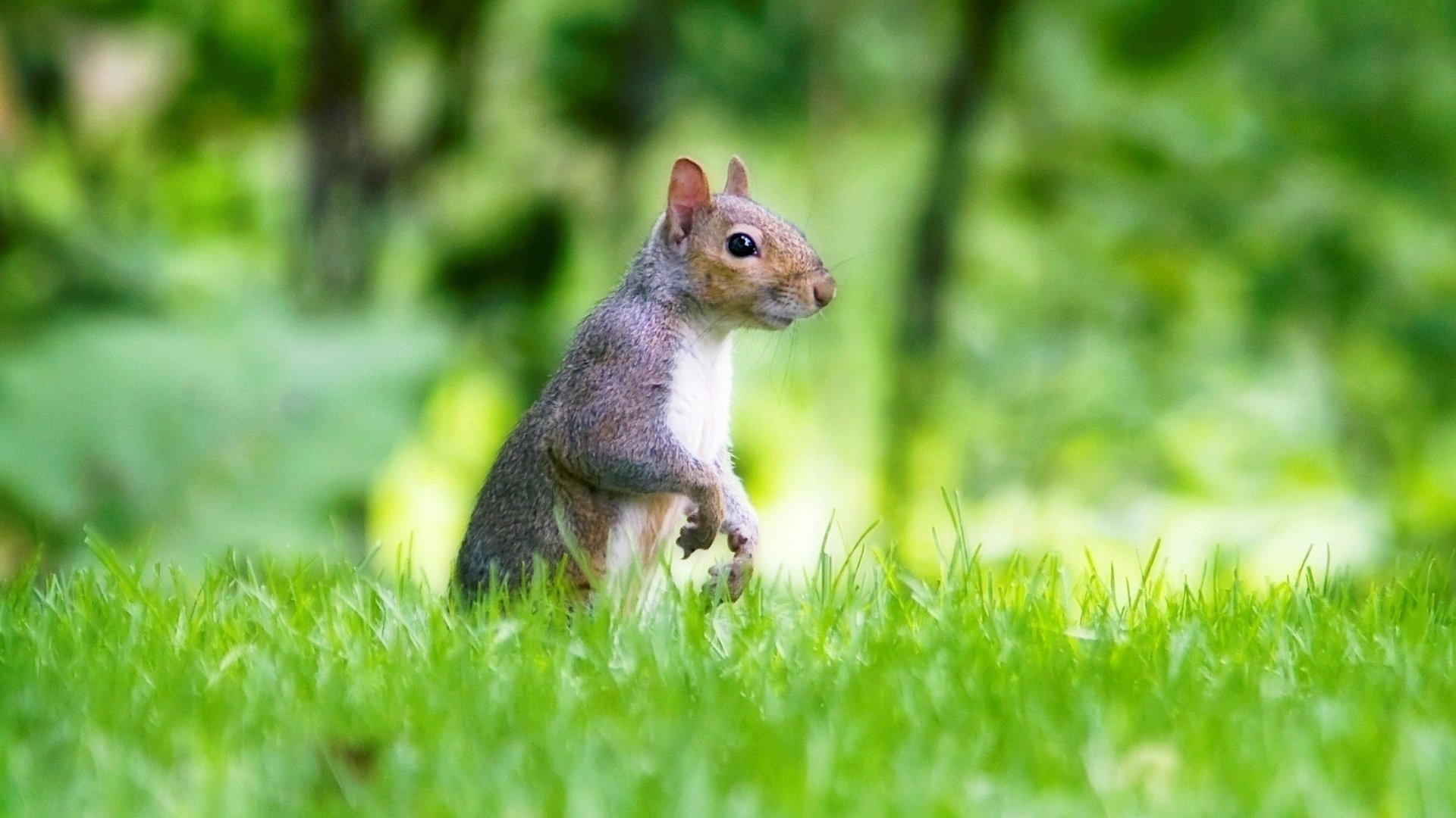 Free Squirrel high quality background ID:311838 for full hd 1080p PC