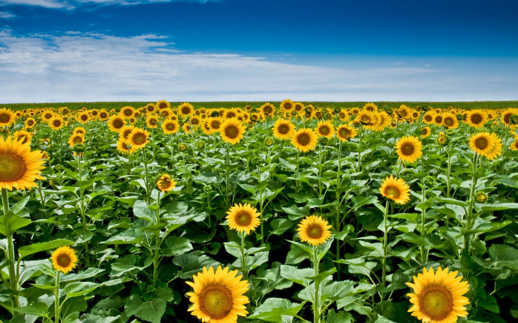 Awesome Sunflower free wallpaper ID:226639 for hd 1680x1050 desktop