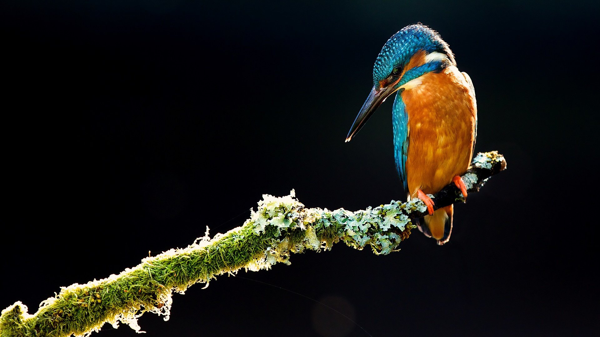 Awesome Kingfisher free background ID:311326 for hd 1920x1080 computer