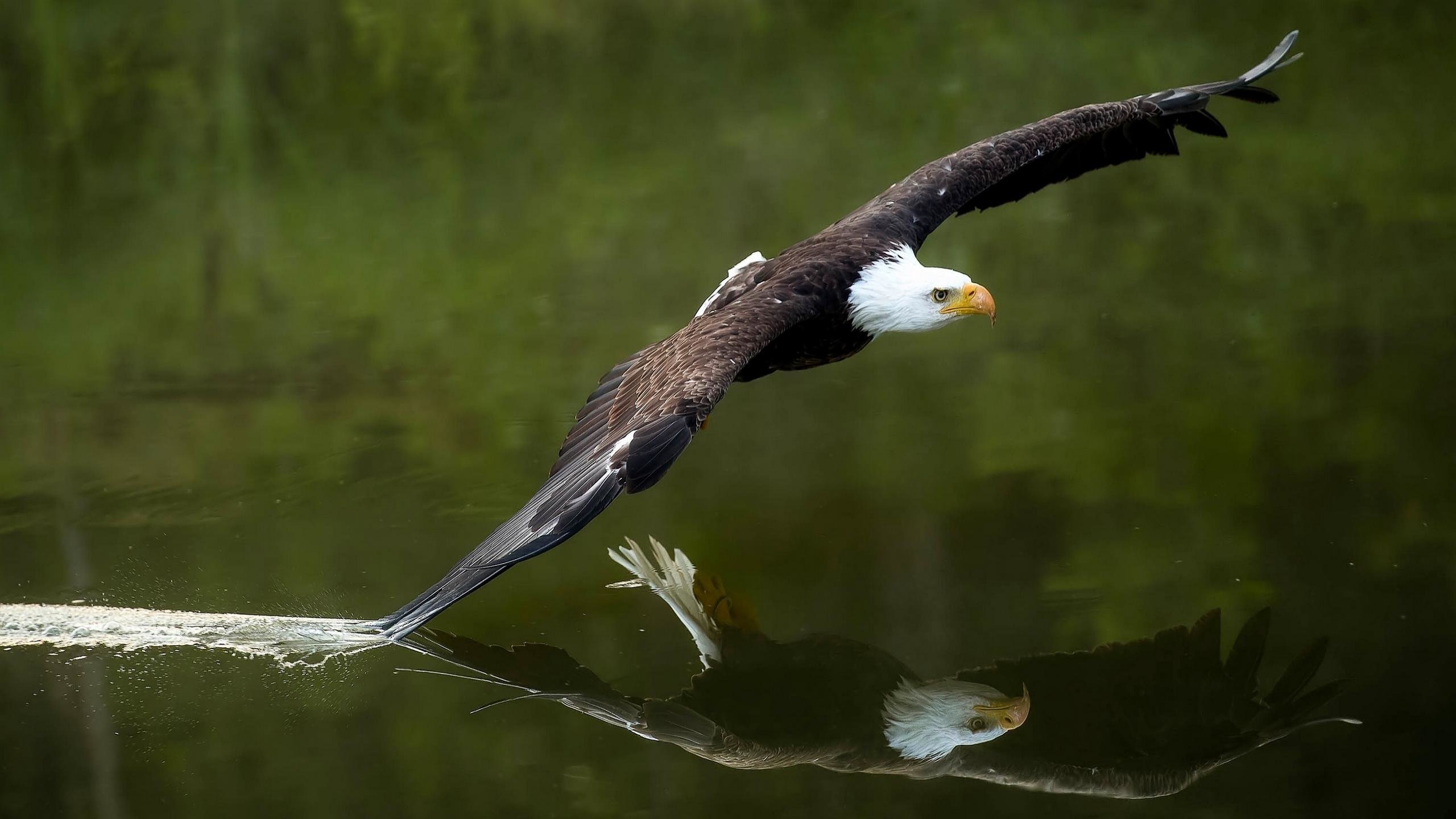 Best American Bald Eagle background ID:68716 for High Resolution hd 2560x1440 PC