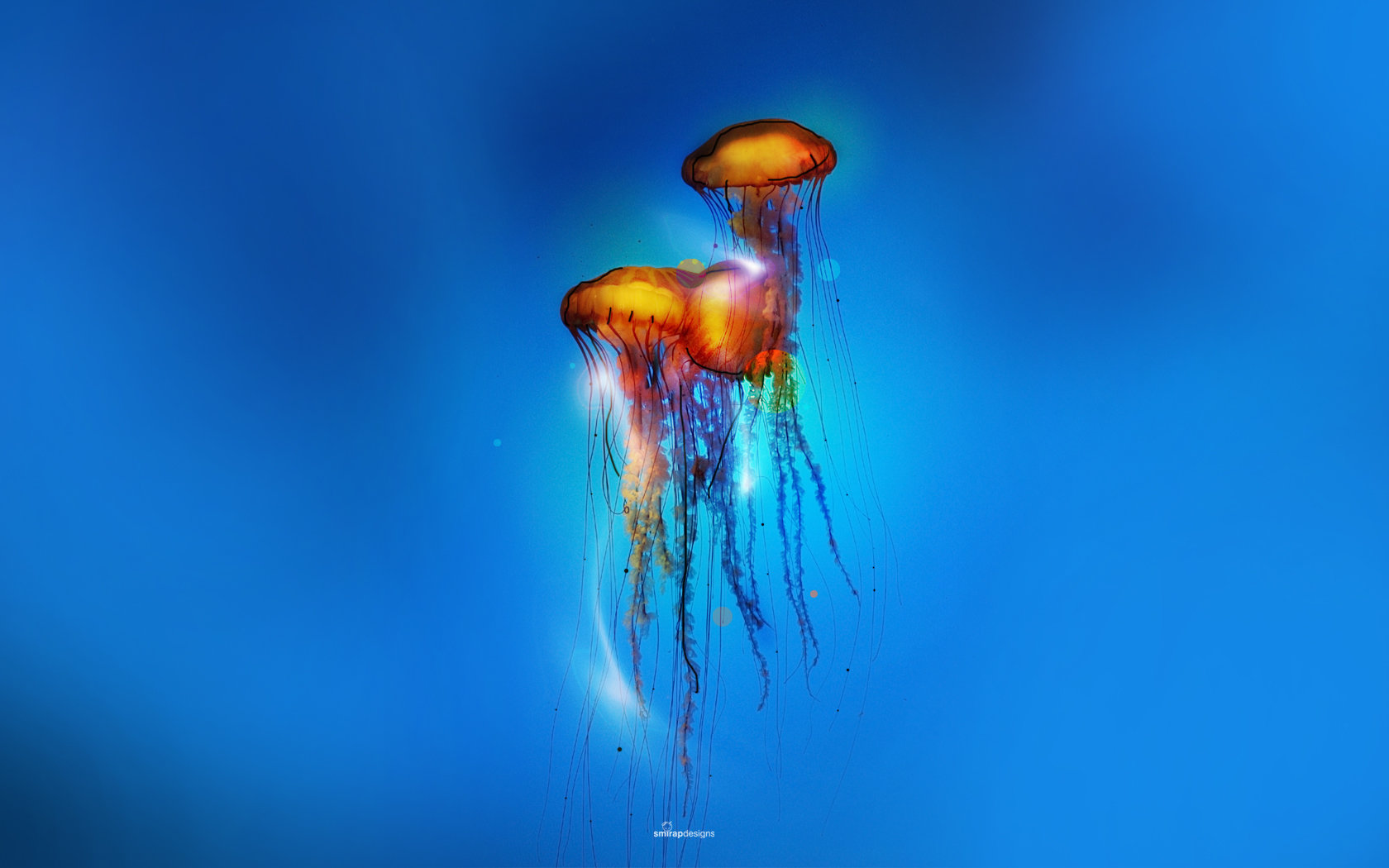 Free download Jellyfish wallpaper ID:199647 hd 1680x1050 for computer