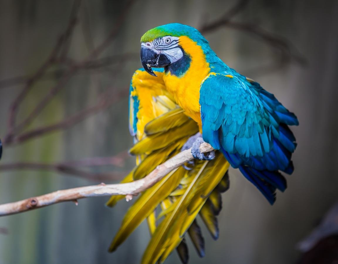 Awesome Macaw free background ID:46517 for hd 1152x900 PC