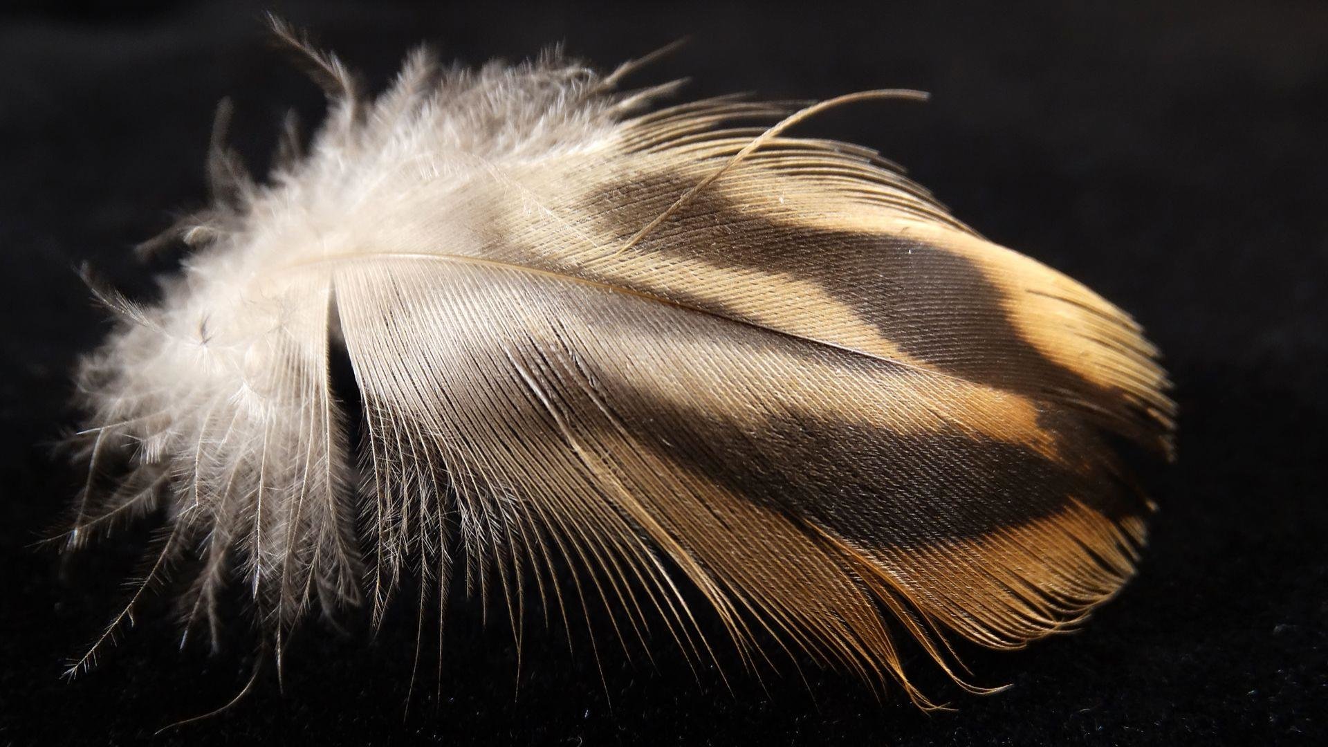 Free Feather high quality background ID:460514 for 1080p desktop