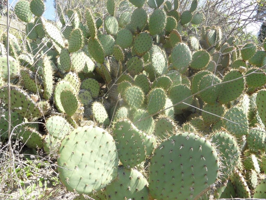 Free download Cactus wallpaper ID:408588 hd 1024x768 for computer