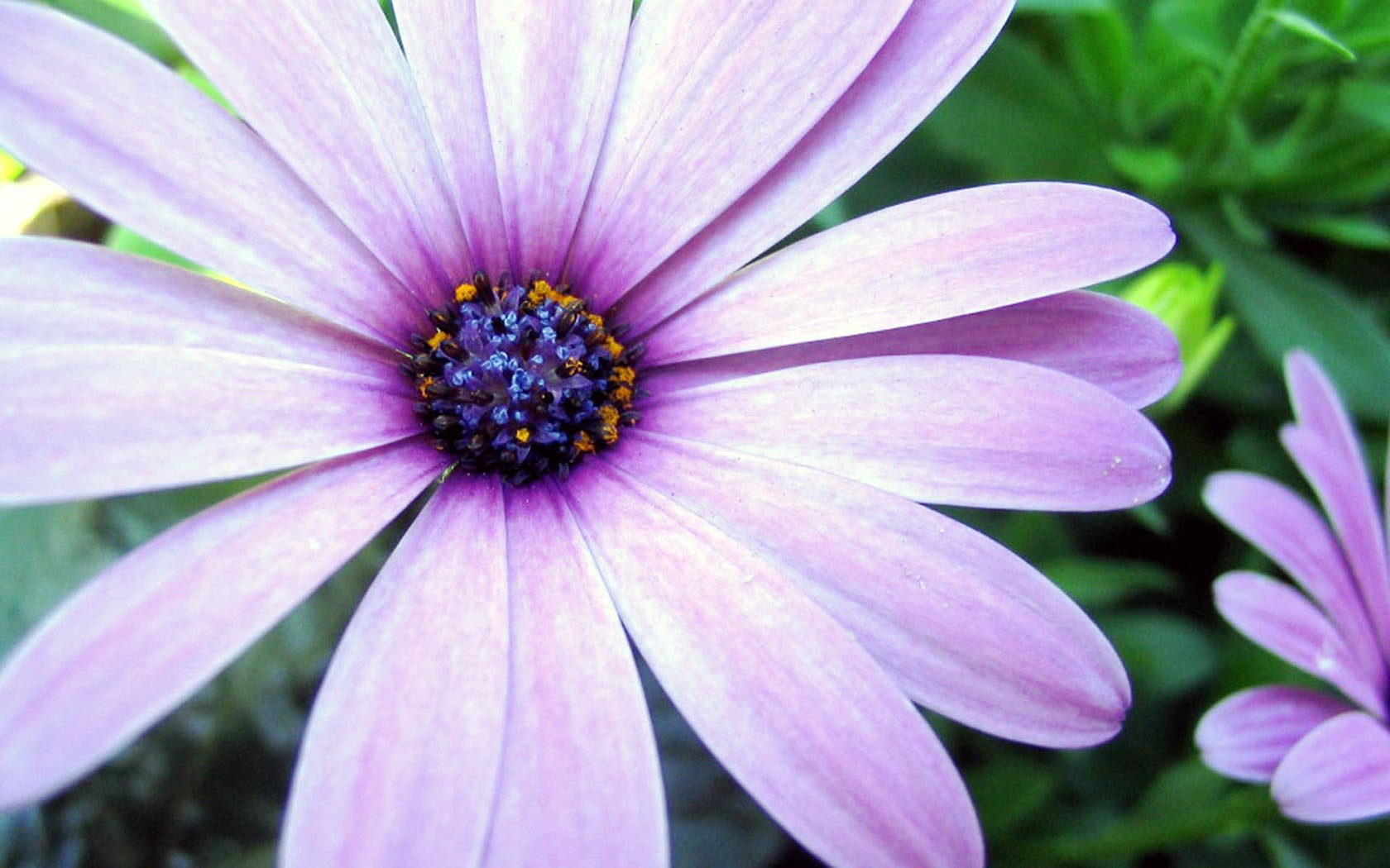 High resolution Daisy hd 1680x1050 wallpaper ID:363467 for computer