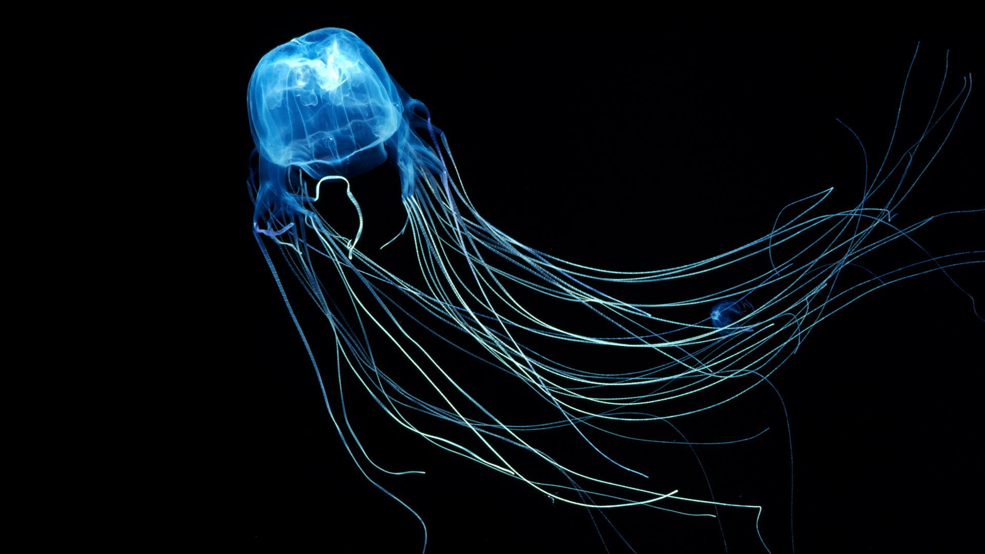 Free download Jellyfish background ID:199803 1080p for computer