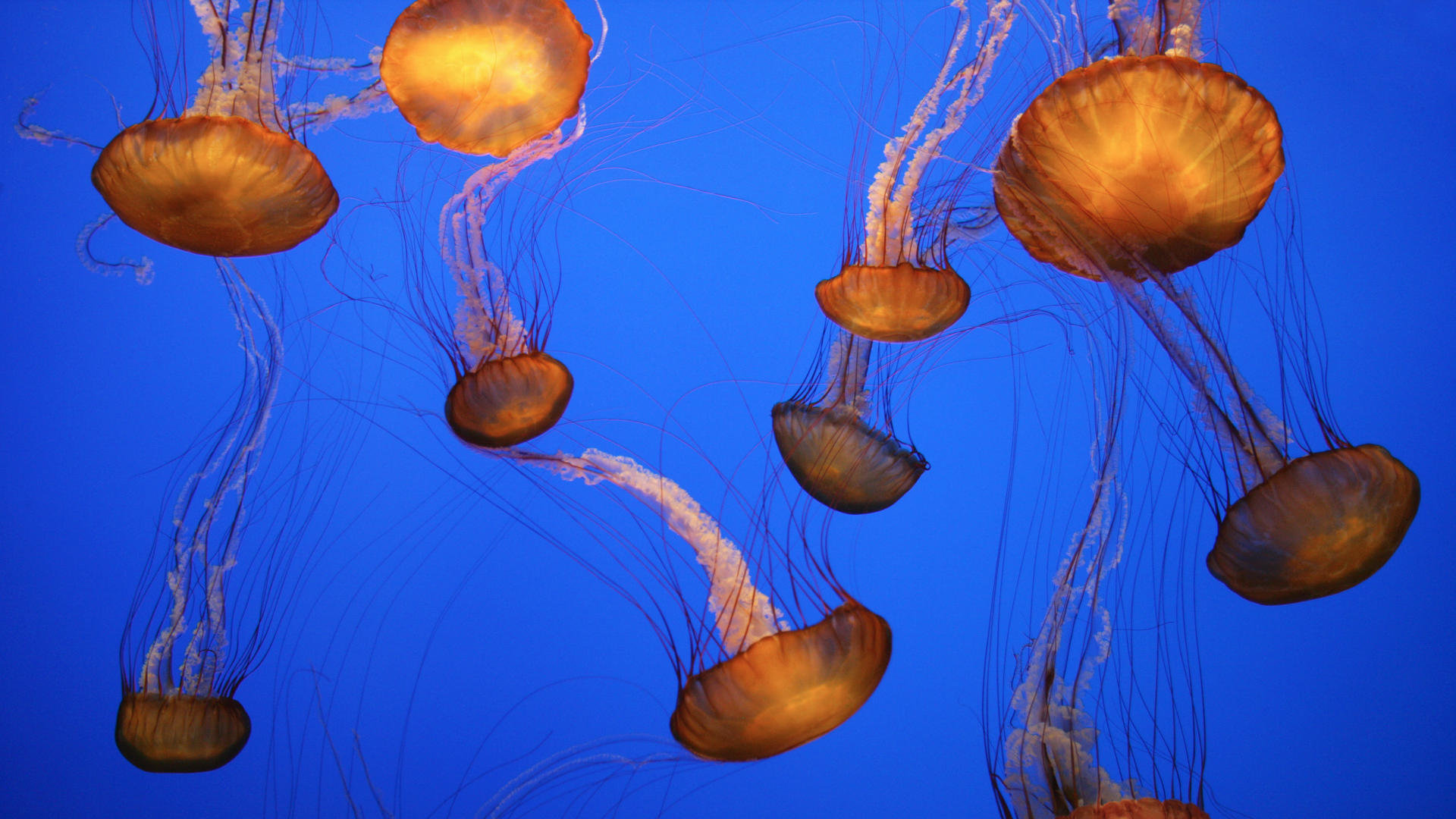 Download full hd 1920x1080 Jellyfish PC background ID:199798 for free