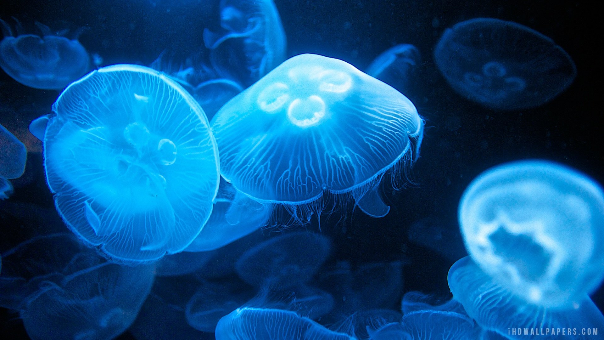 High resolution Jellyfish full hd background ID:199718 for computer