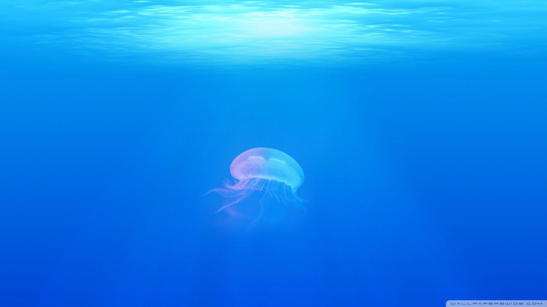 High resolution Jellyfish full hd wallpaper ID:199801 for PC