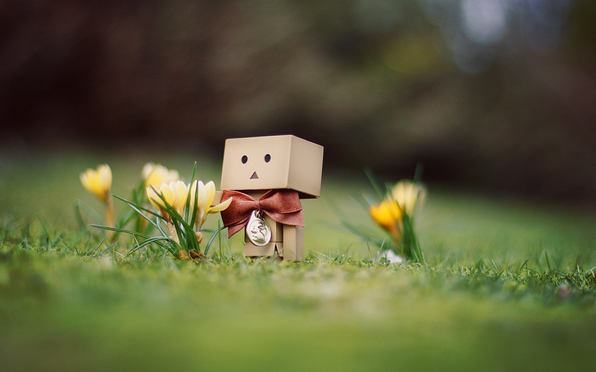 High resolution Danbo hd 1920x1200 background ID:30384 for computer