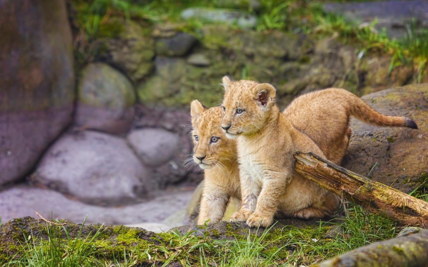 Free Baby Animal (cub) high quality background ID:255451 for hd 1440x900 computer