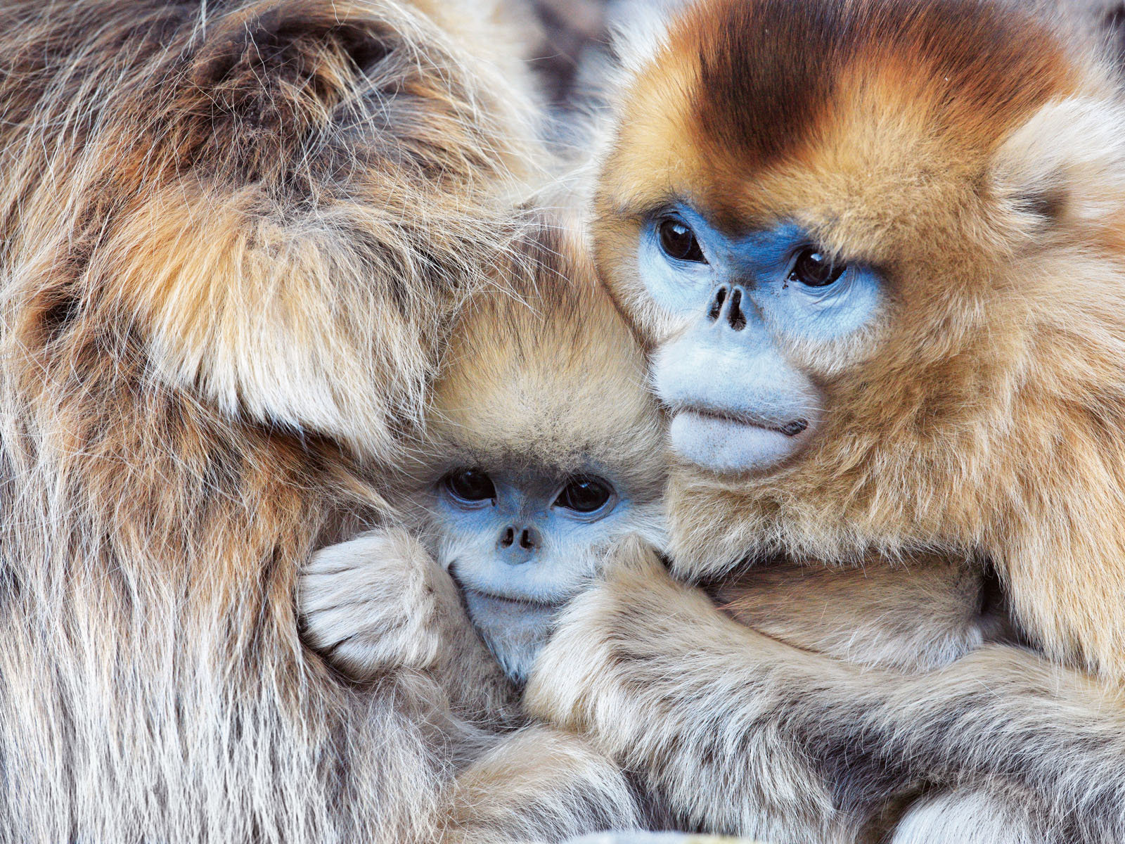 Awesome Golden Snub-nosed Monkey free background ID:29632 for hd 1600x1200 desktop