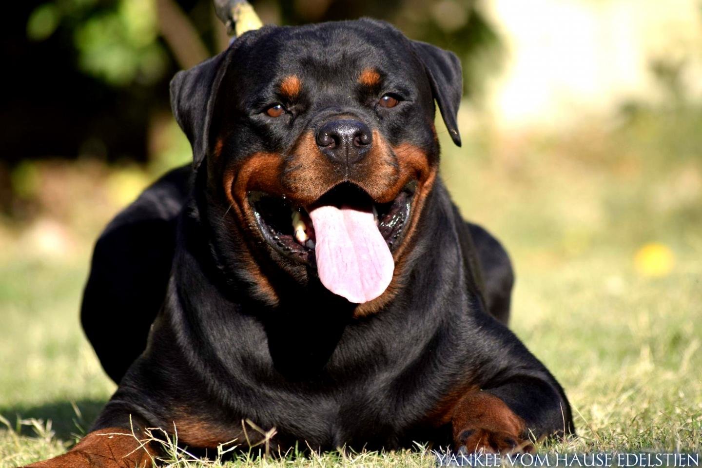 Awesome Rottweiler free background ID:68585 for hd 1440x960 PC