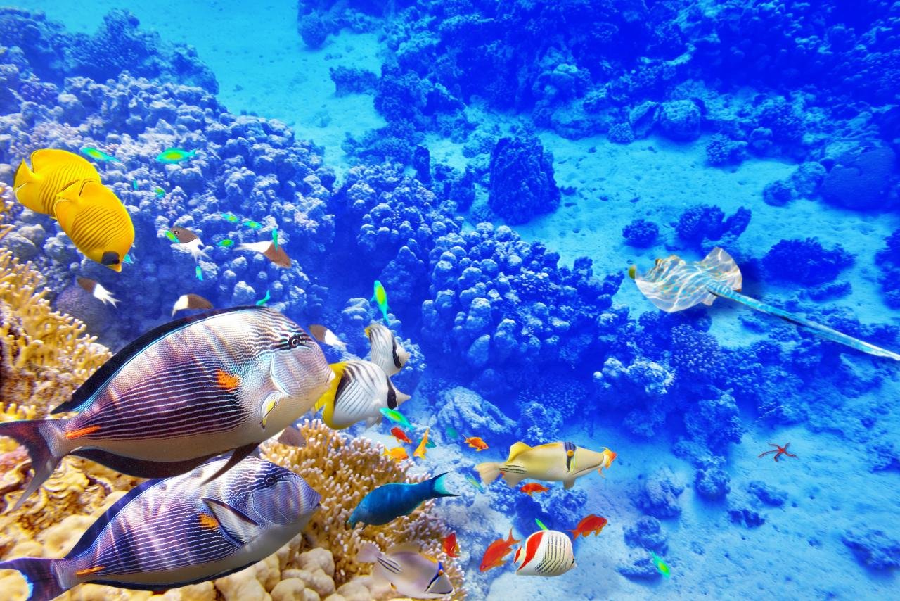 Awesome Coral reef free wallpaper ID:163849 for hd 1280x854 PC