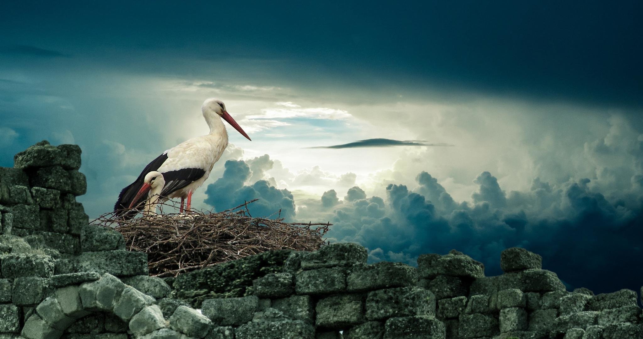 High resolution White Stork hd 2048x1080 wallpaper ID:9572 for computer