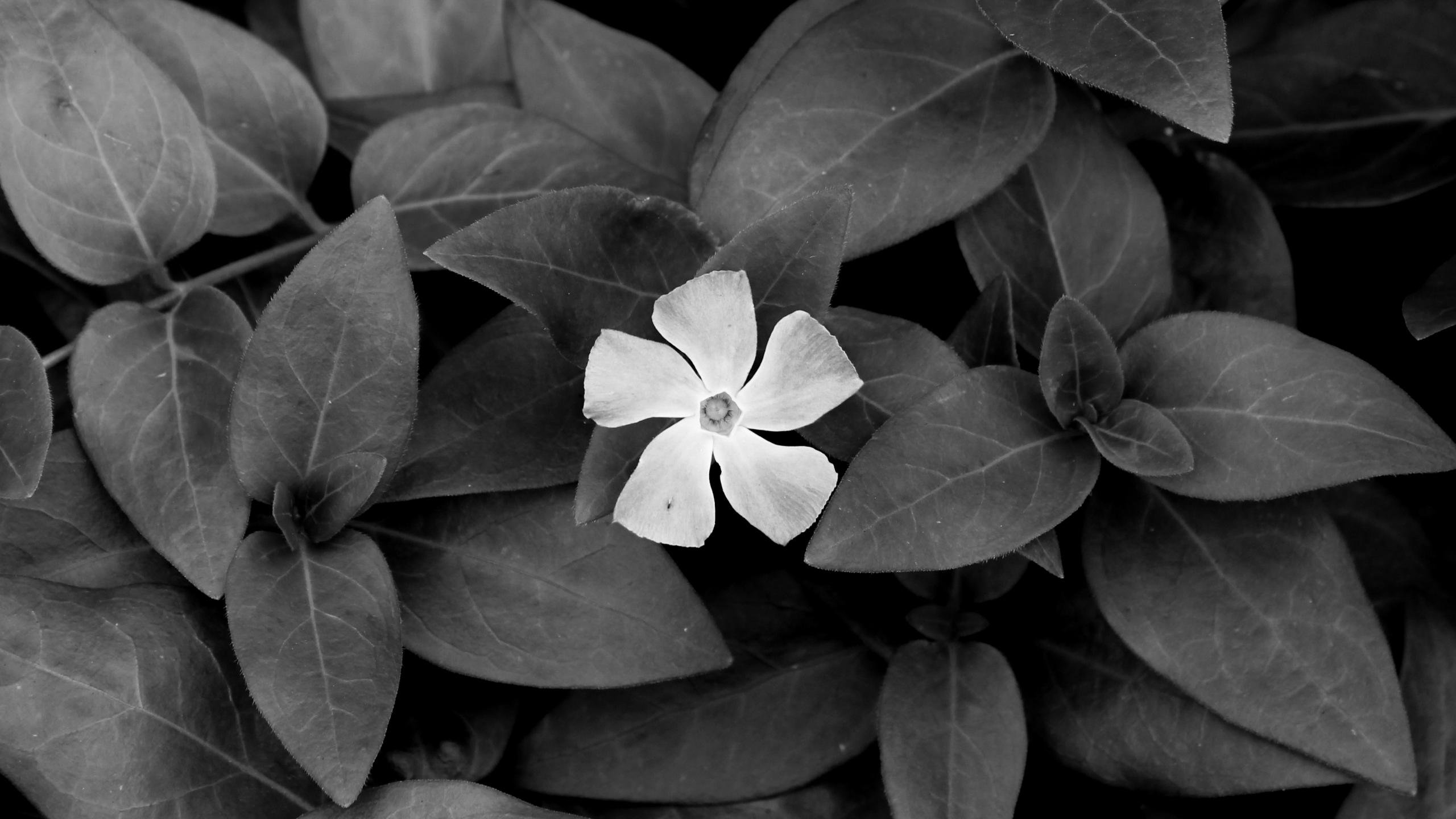 Free Black and White high quality background ID:292483 for hd 2560x1440 desktop