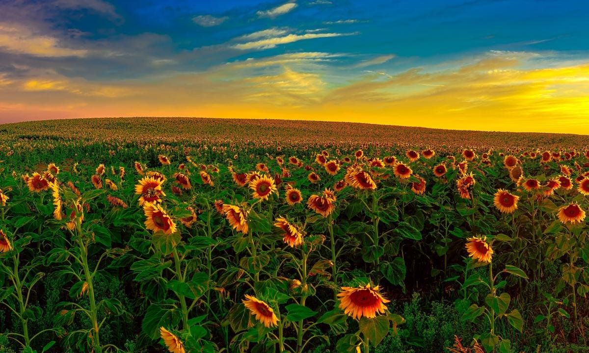 Awesome Sunflower free background ID:226396 for hd 1200x720 PC