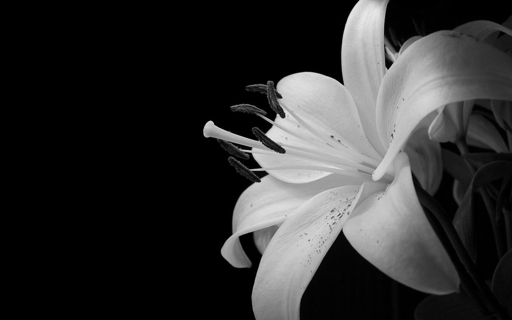 Free Lily high quality background ID:131971 for hd 1680x1050 computer