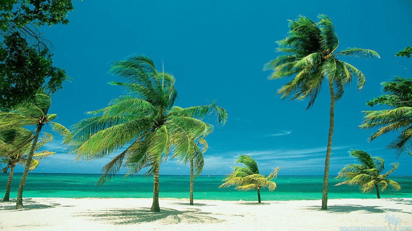 Download hd 1366x768 Palm Tree PC background ID:407795 for free