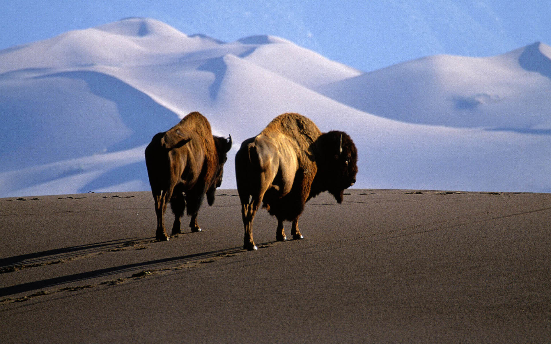 High resolution Bison hd 1920x1200 wallpaper ID:130628 for computer