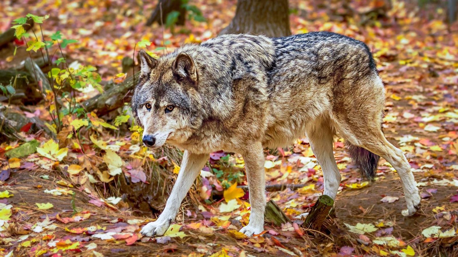 Download hd 1600x900 Wolf computer background ID:118357 for free