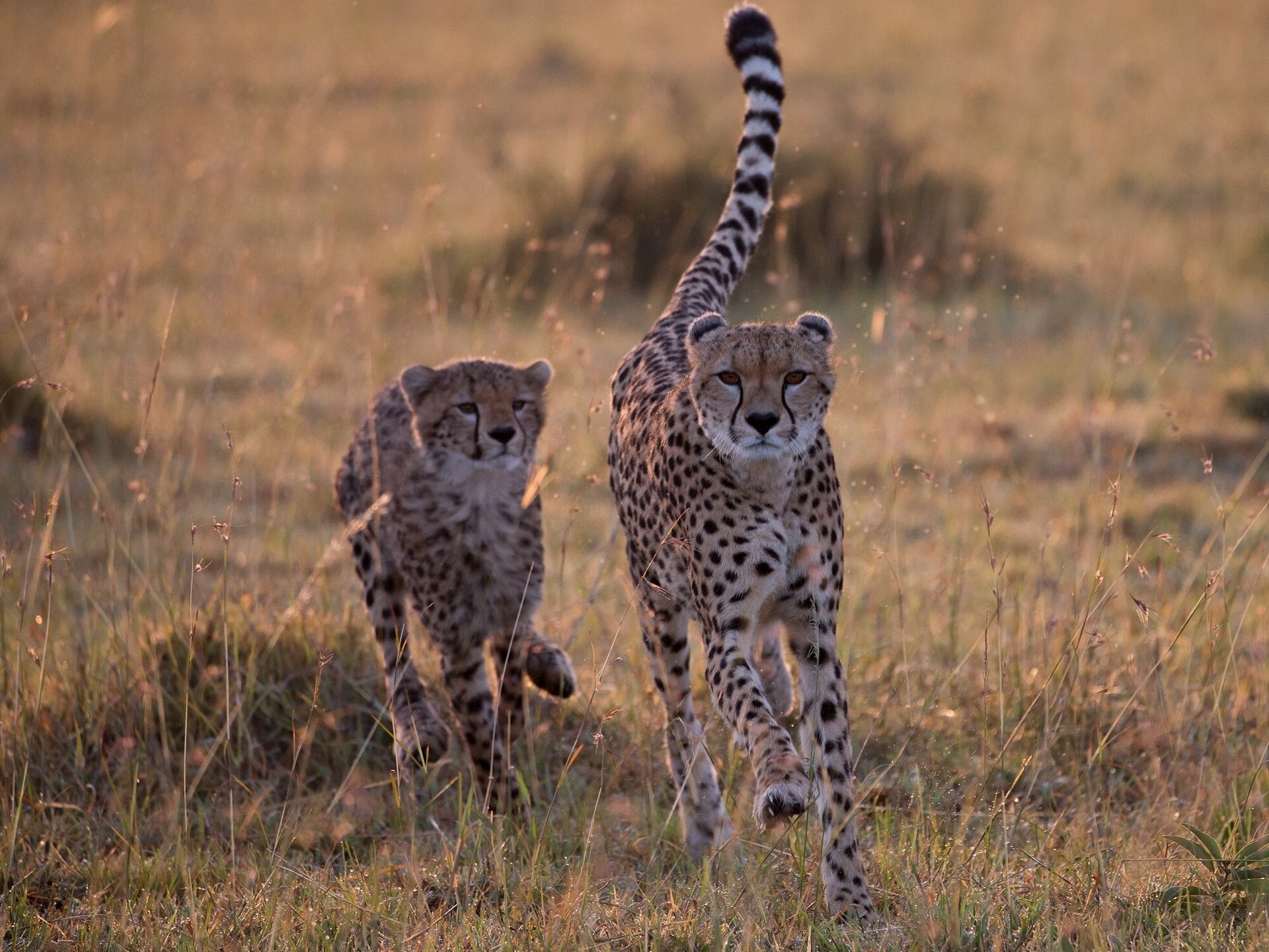 Awesome Cheetah free background ID:161941 for hd 1920x1440 PC